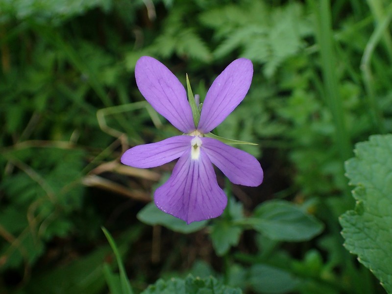 Viola cornuta photo 5
