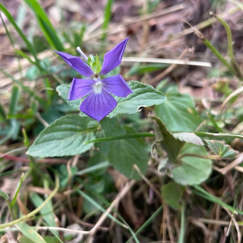 Viola cornuta photo 6