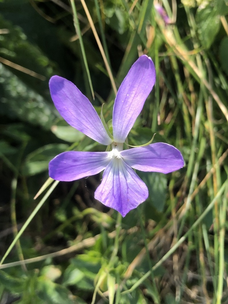 Viola cornuta photo 7
