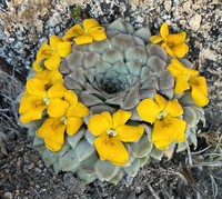 Viola coronifera