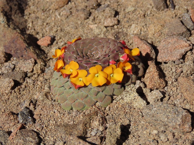 Viola coronifera photo 6