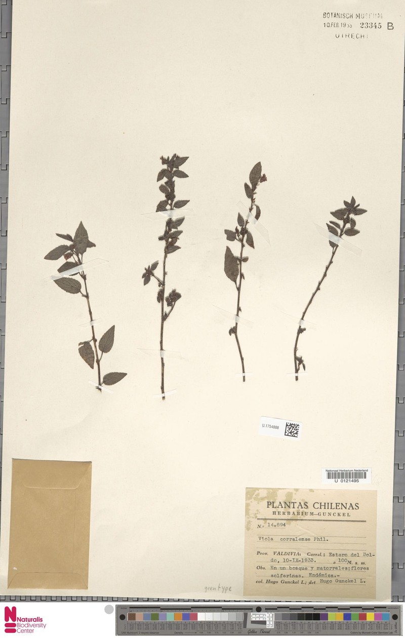 Viola corralensis