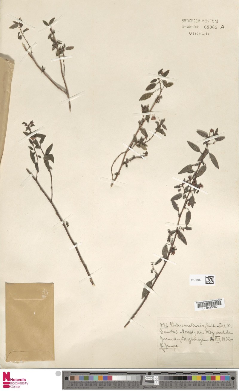 Viola corralensis photo 2