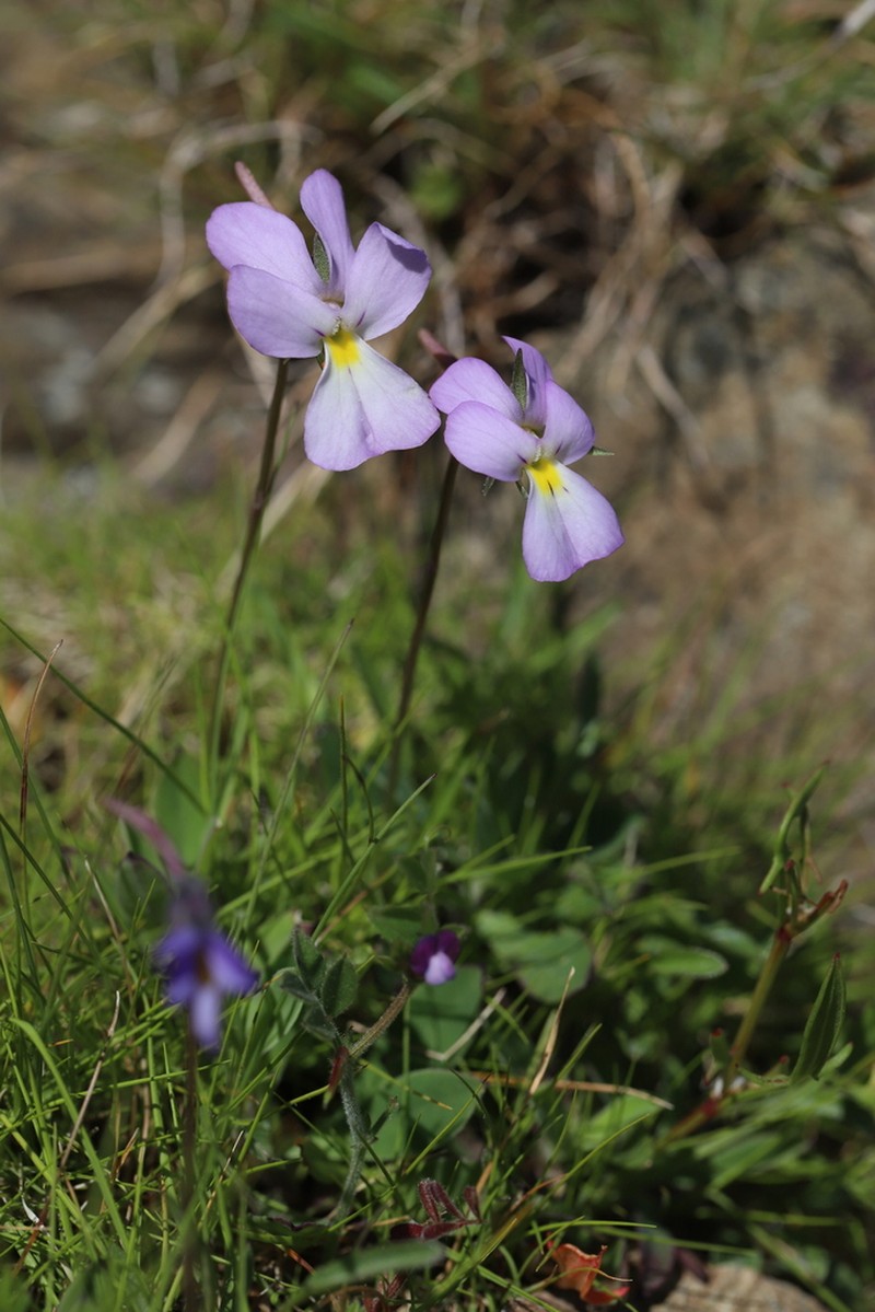 Viola corsica