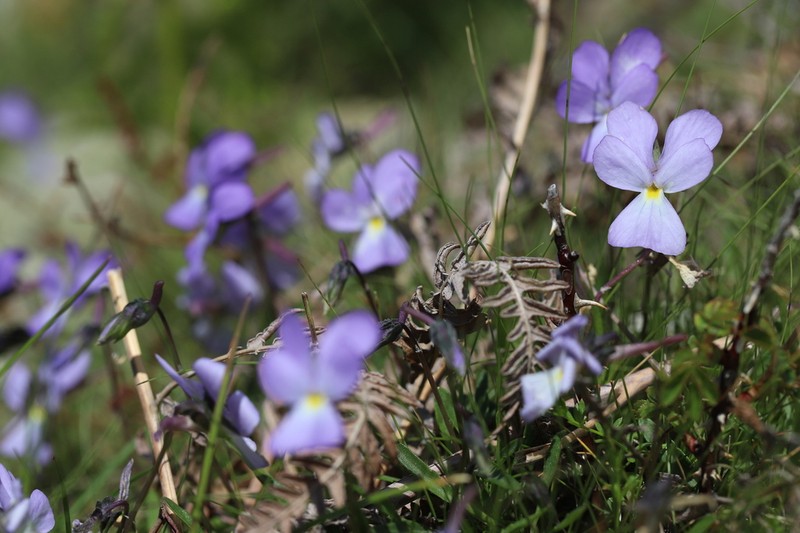 Viola corsica photo 2
