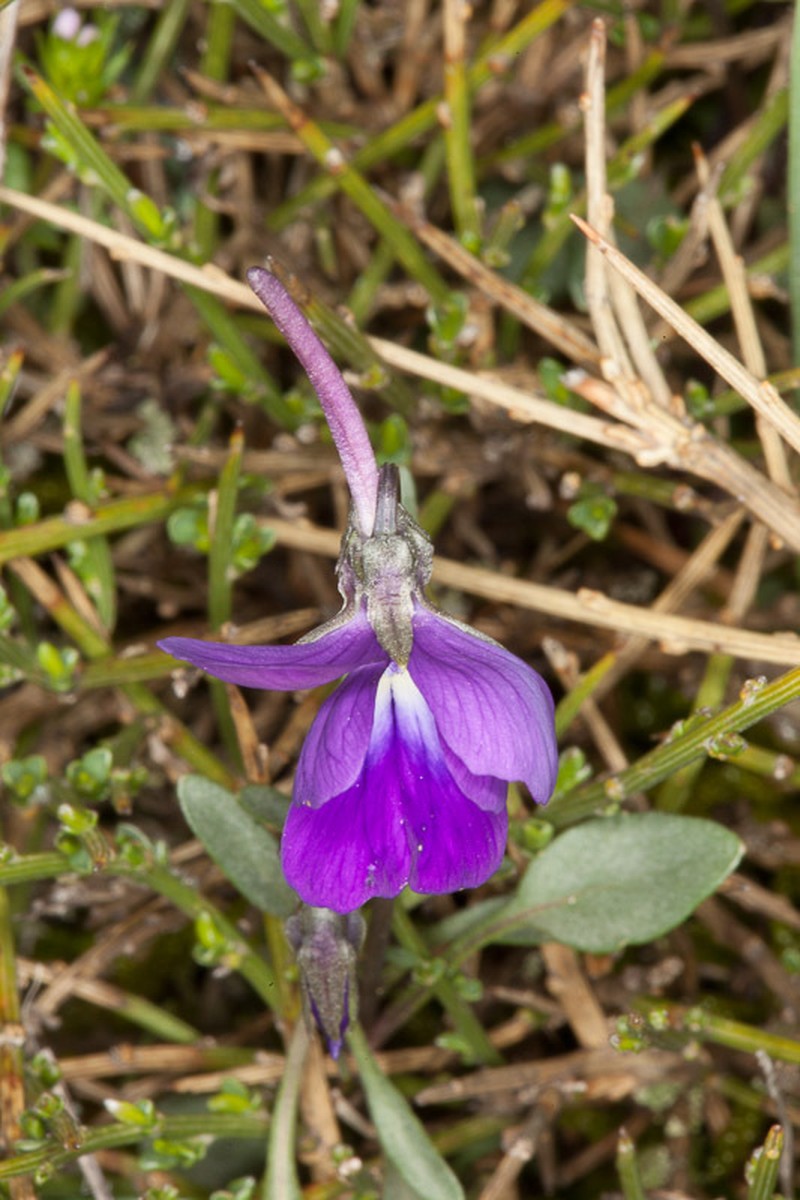 Viola corsica photo 3