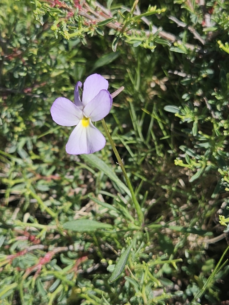 Viola corsica photo 4