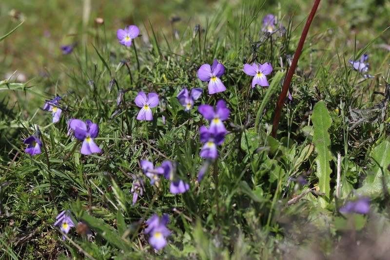 Viola corsica photo 5