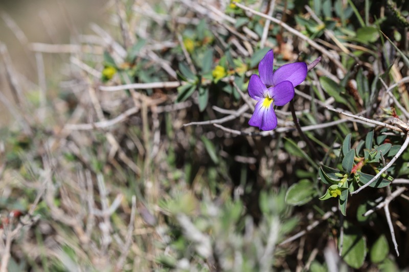 Viola corsica photo 6