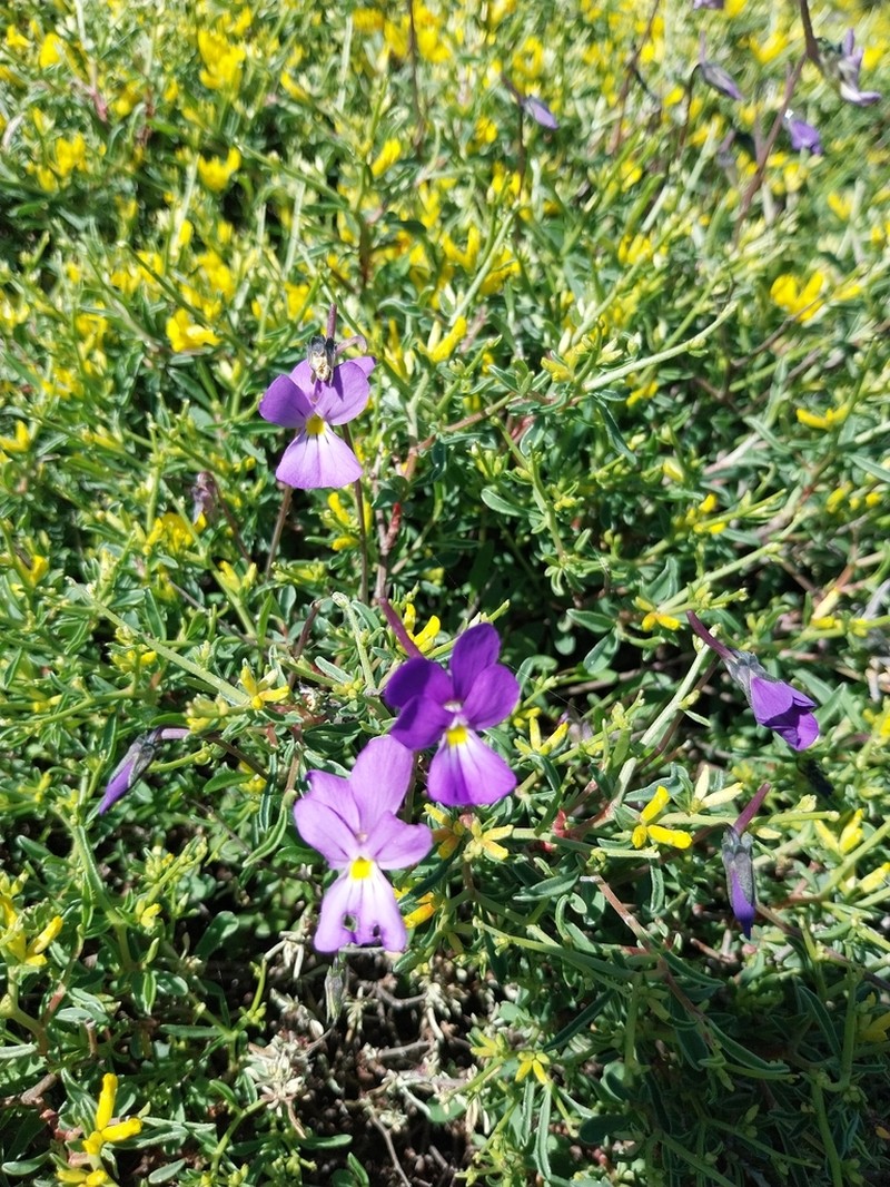 Viola corsica photo 7