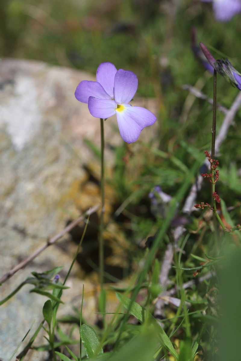 Viola corsica photo 8