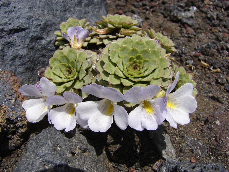 Viola cotyledon