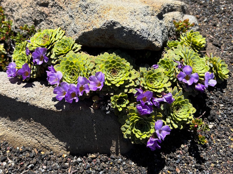 Viola cotyledon photo 2