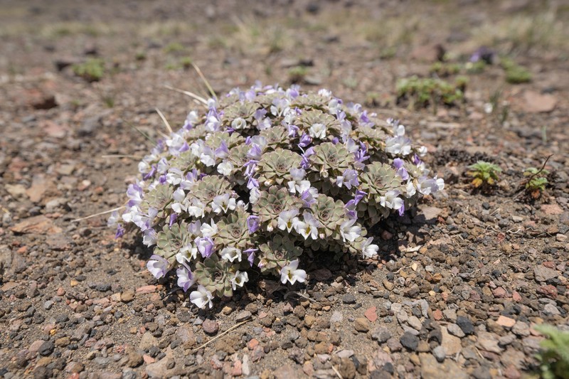 Viola cotyledon photo 3