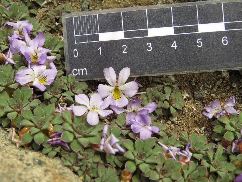 Viola cotyledon photo 4
