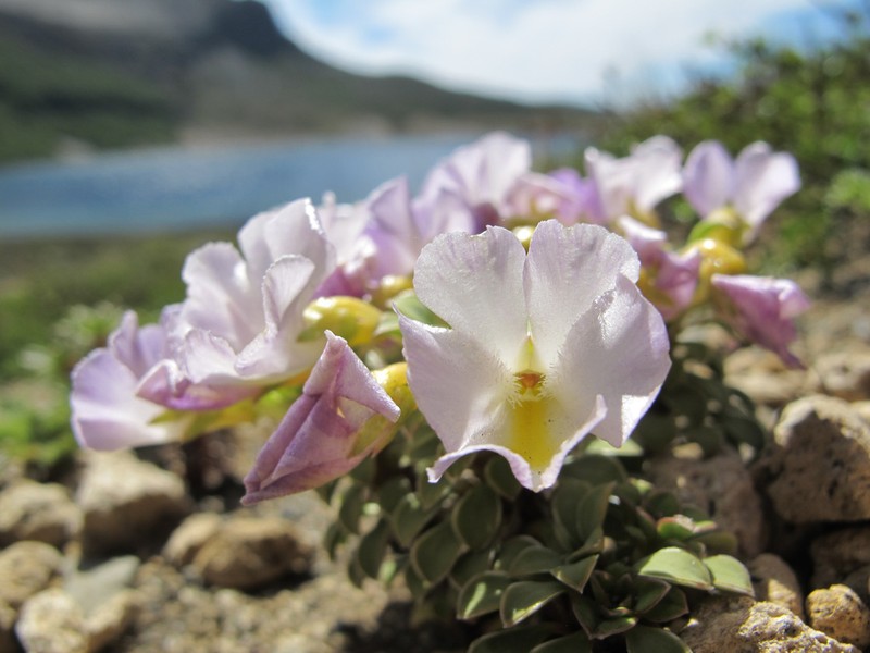 Viola cotyledon photo 5