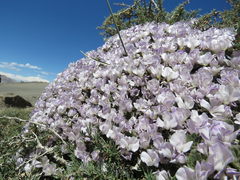 Viola cotyledon photo 6