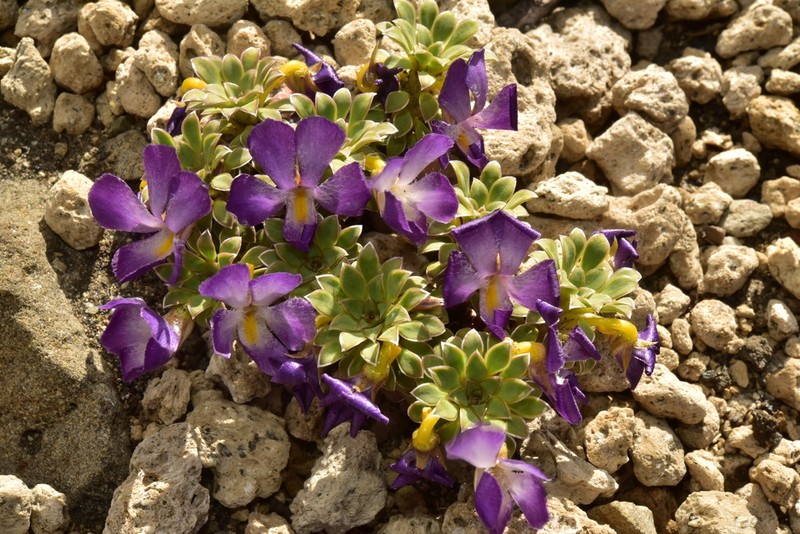 Viola cotyledon photo 7