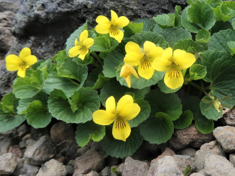 Viola crassa