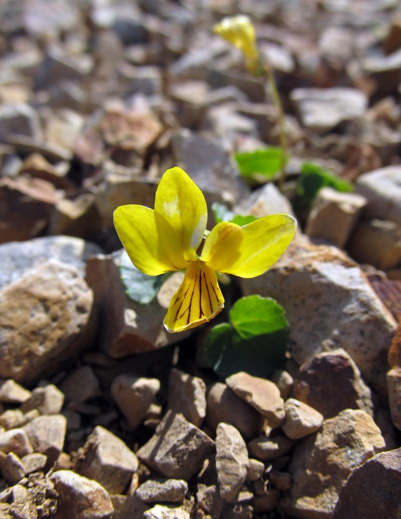 Viola crassa photo 2