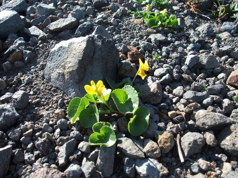 Viola crassa photo 3