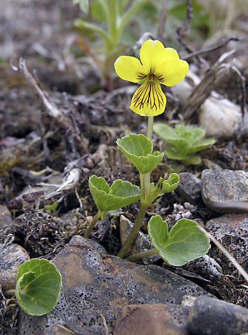 Viola crassa photo 4