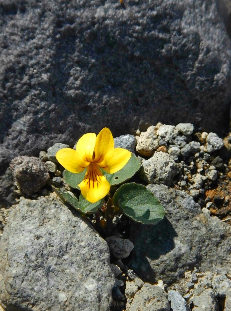 Viola crassa photo 5