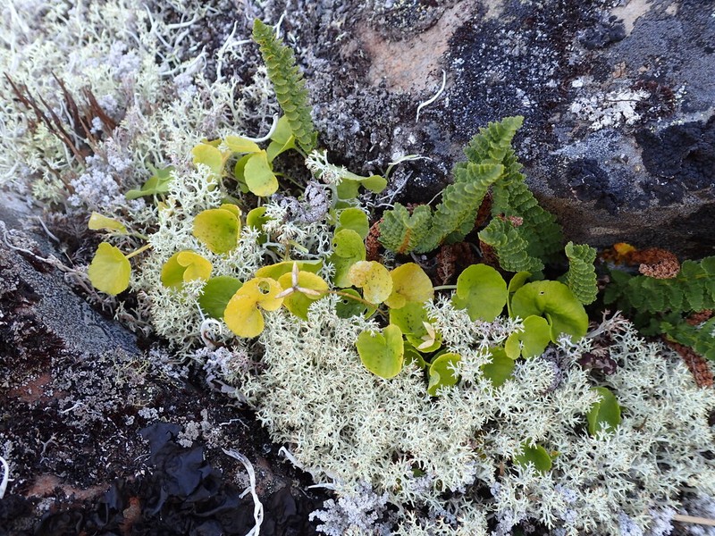 Viola crassa photo 6