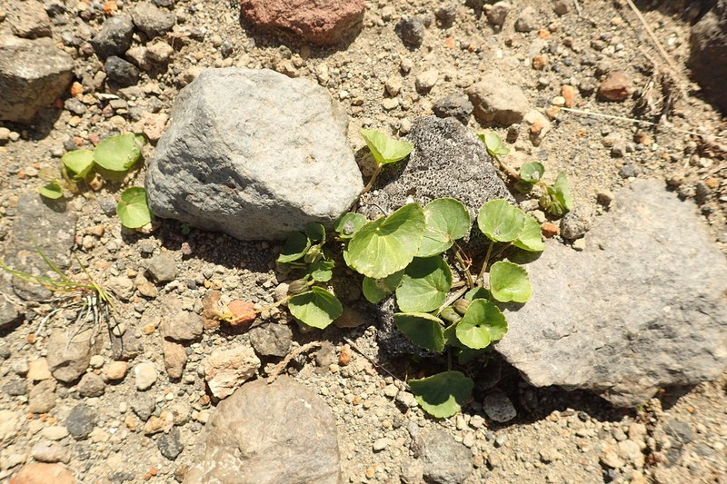 Viola crassa photo 7