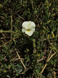 Viola crassiuscula