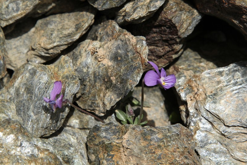 Viola crassiuscula photo 2
