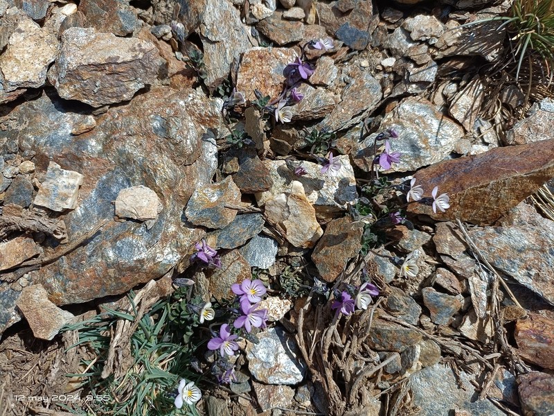 Viola crassiuscula photo 3