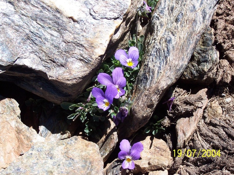 Viola crassiuscula photo 4