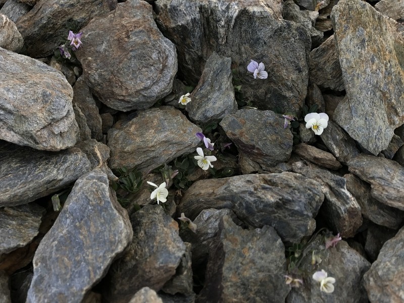Viola crassiuscula photo 5