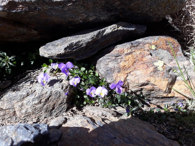 Viola crassiuscula photo 6