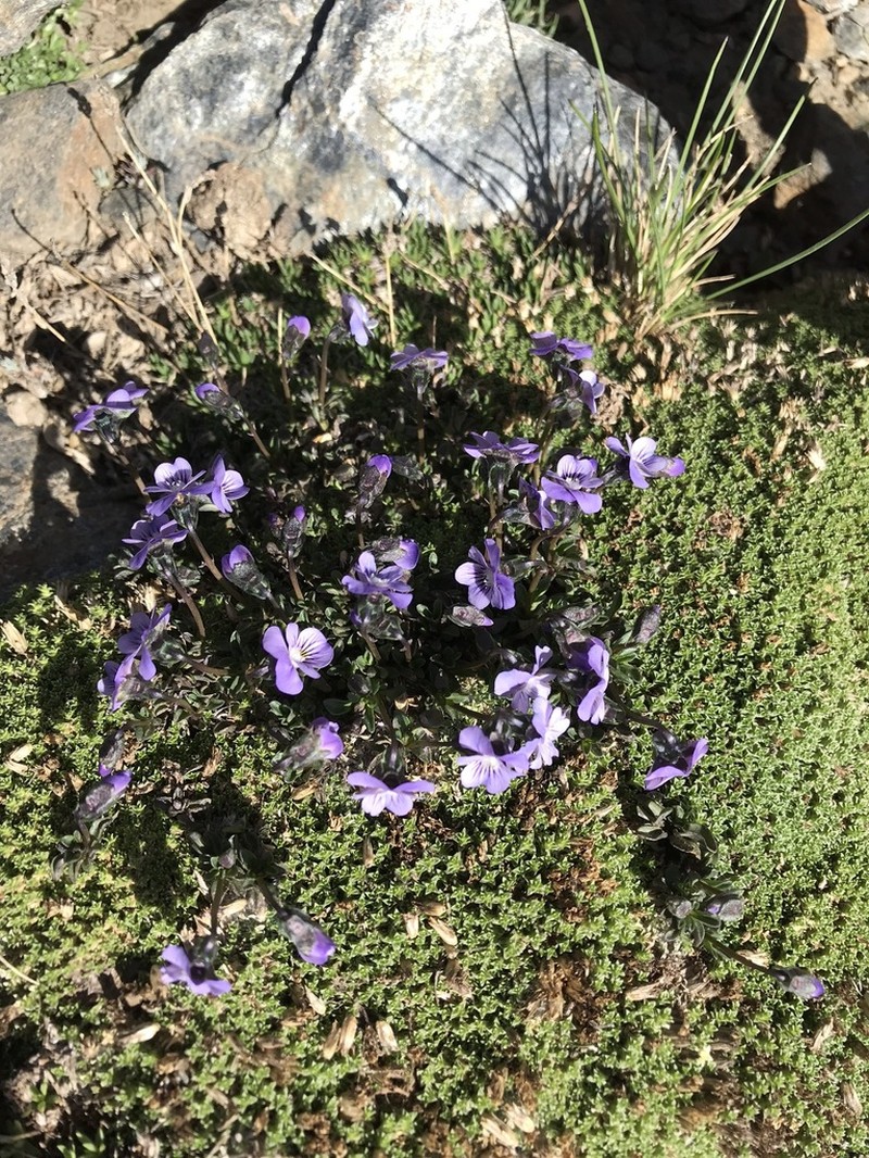 Viola crassiuscula photo 7