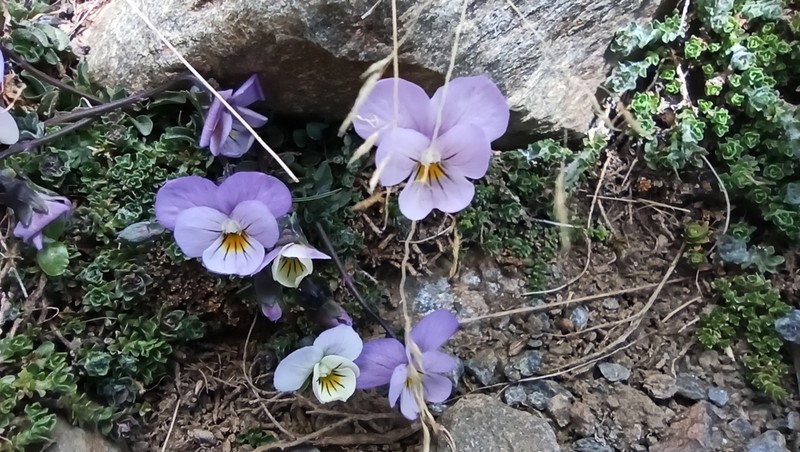 Viola crassiuscula photo 8