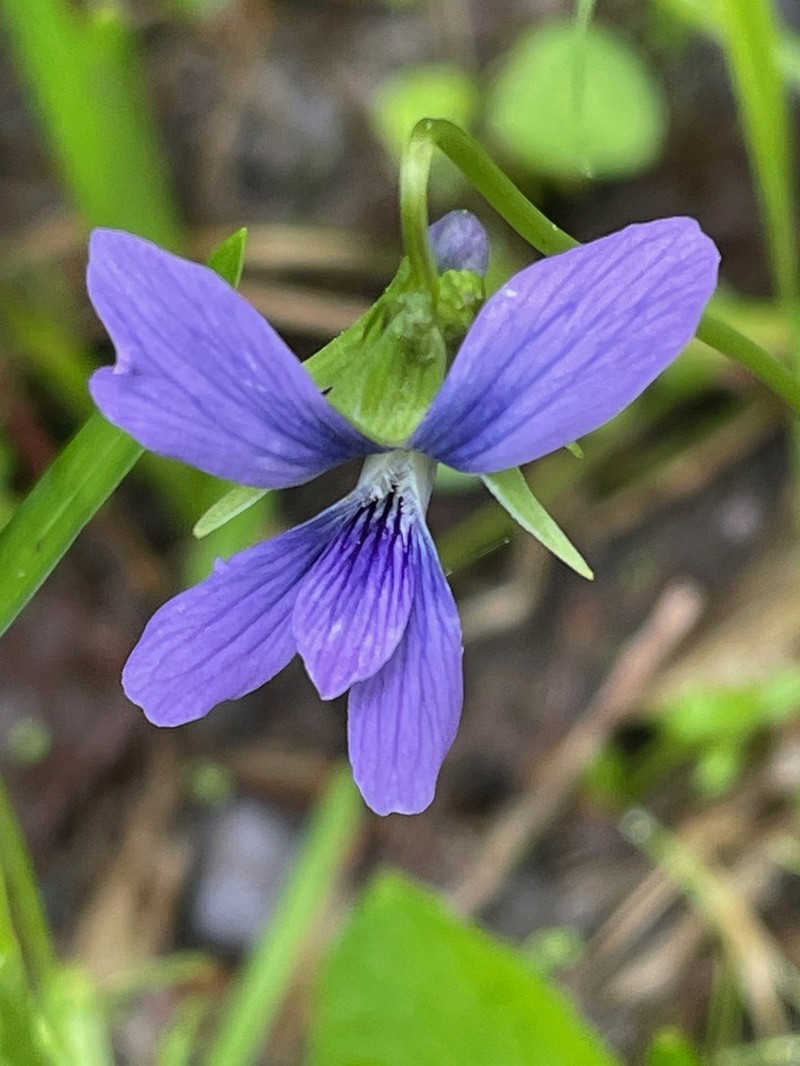 Marsh Blue Violet photo 5