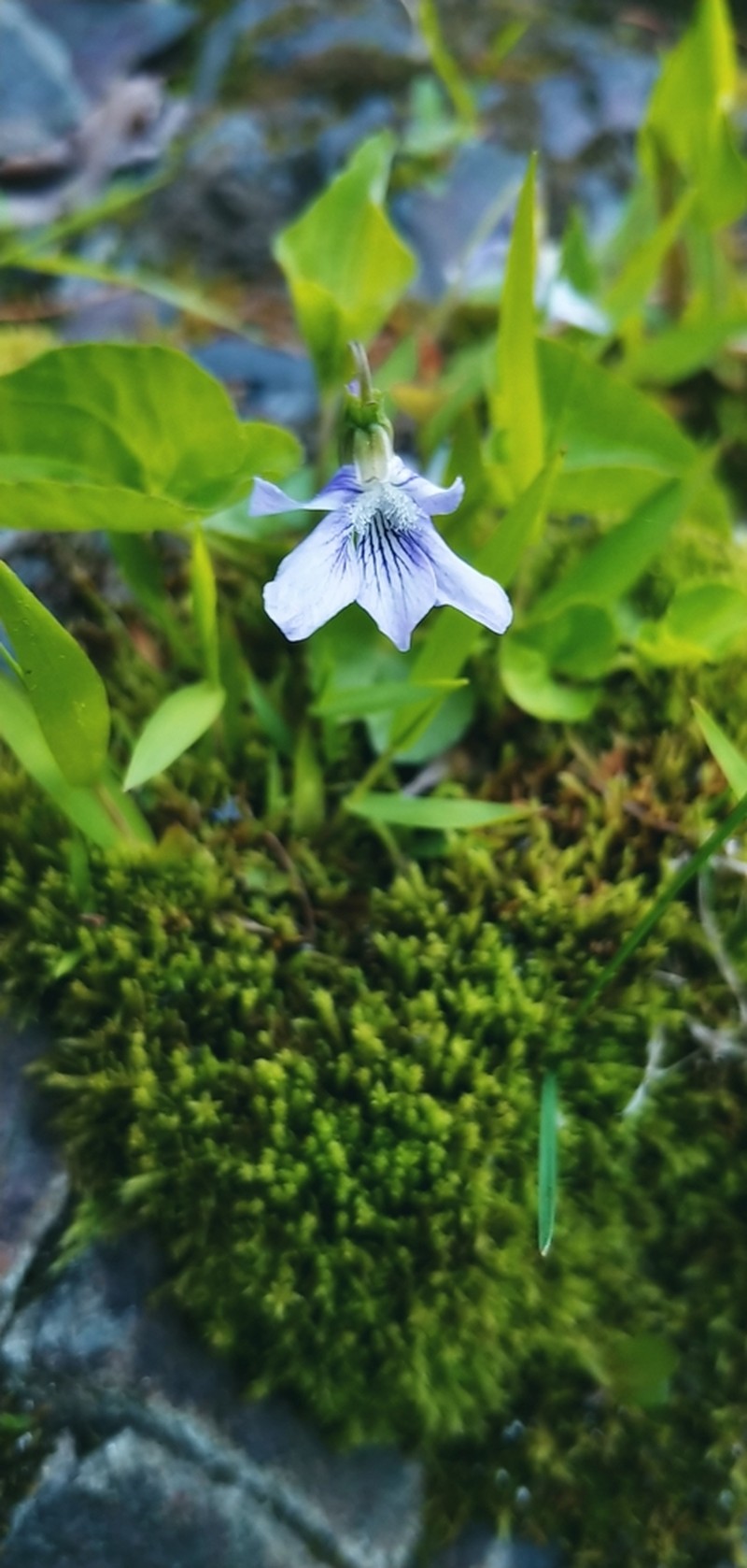 Marsh Blue Violet photo 6