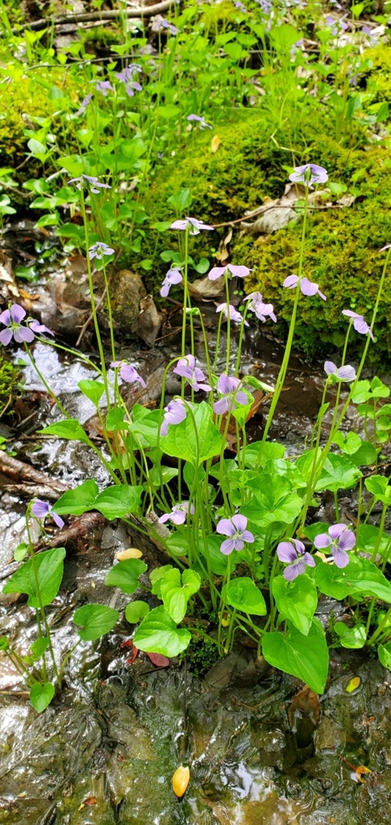 Marsh Blue Violet photo 7