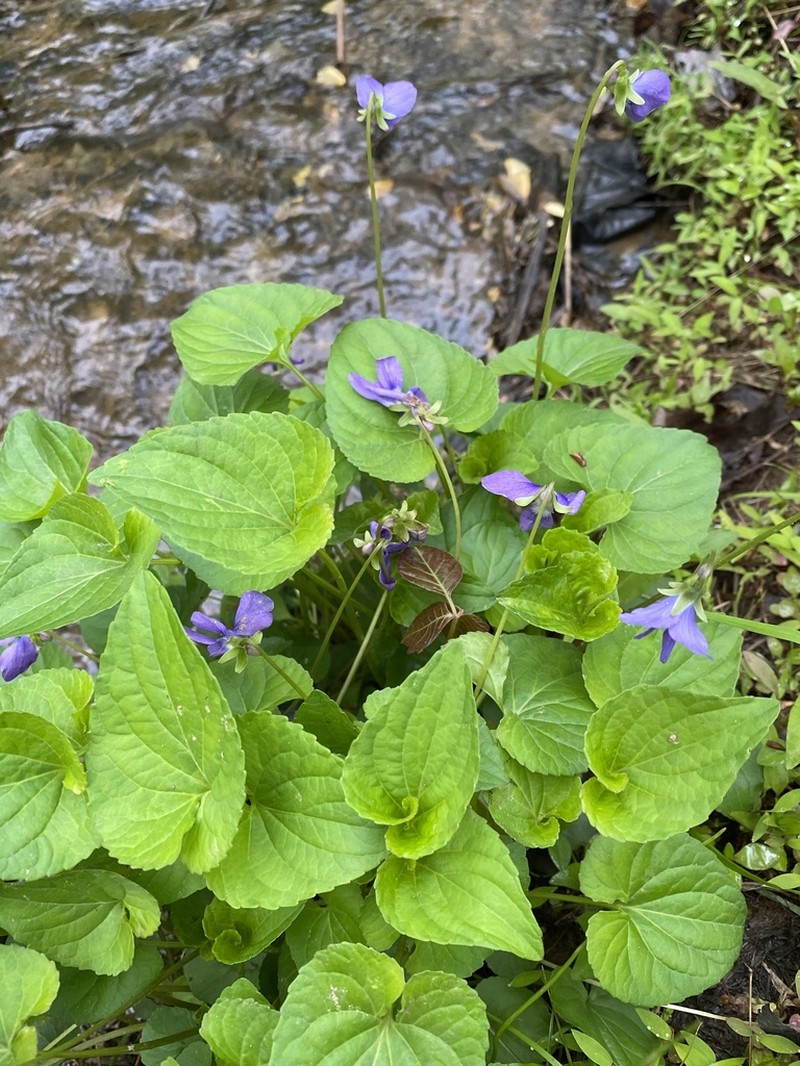 Marsh Blue Violet photo 8