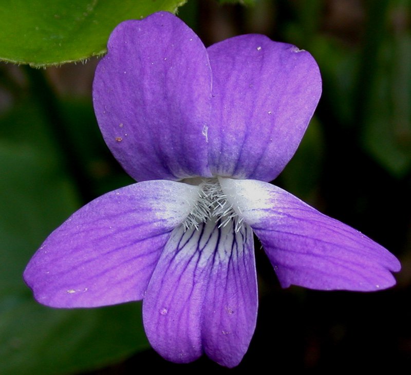 Marsh Blue Violet photo 4