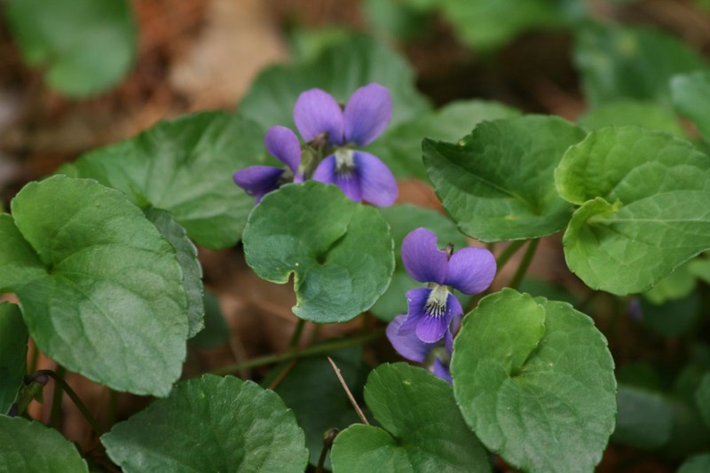 Marsh Blue Violet photo 2