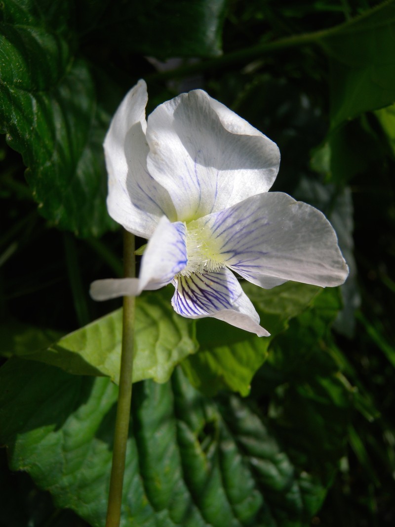 Marsh Blue Violet photo 3