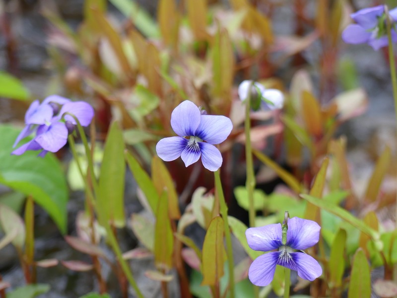 Marsh Blue Violet