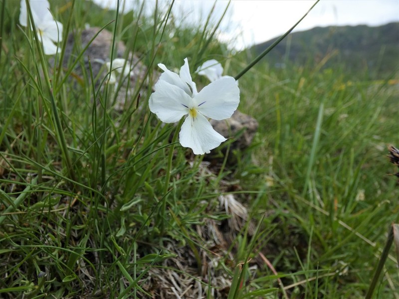 Viola culminis