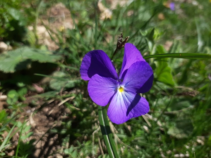 Viola culminis photo 3
