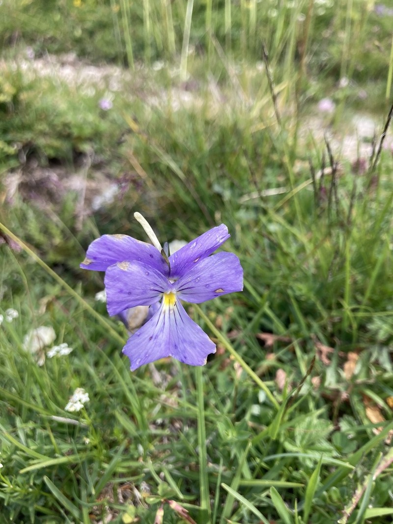 Viola culminis photo 4