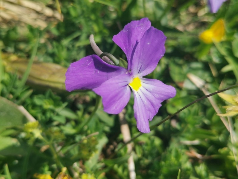 Viola culminis photo 5
