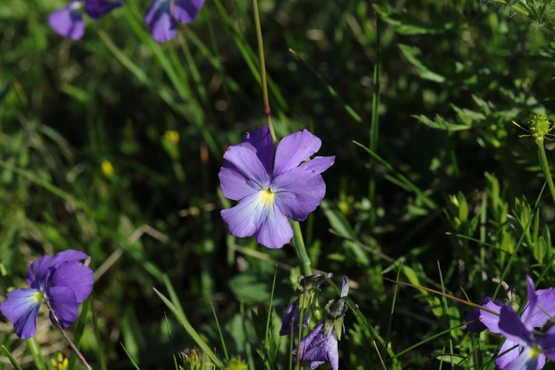 Viola culminis photo 6